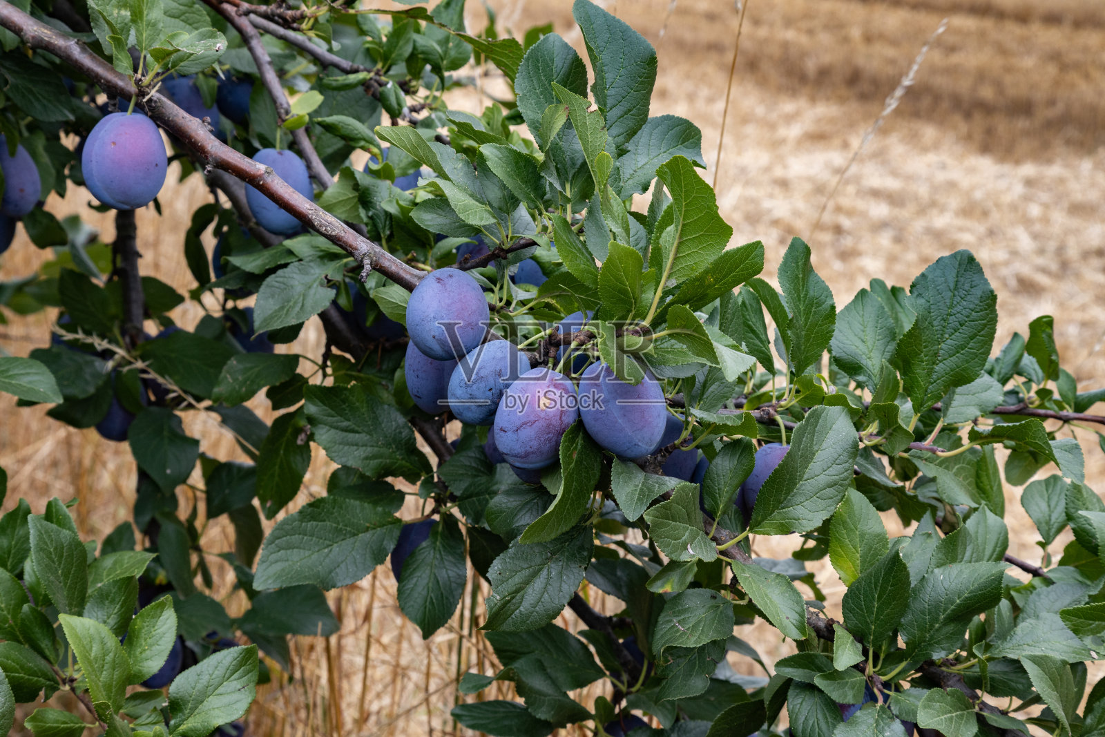 梅子近距离摄影,树叶中的水果,波兰照片摄影图片