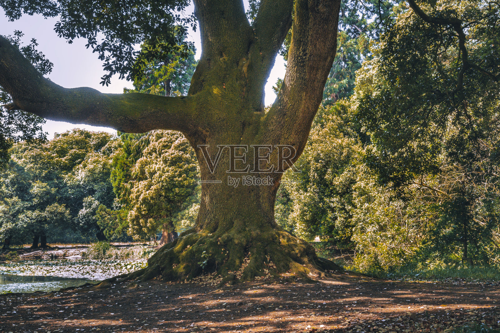 爱尔兰都柏林,阳光明媚的凤凰公园照片摄影图片