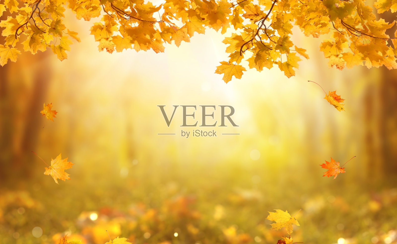 落叶自然背景。照片摄影图片