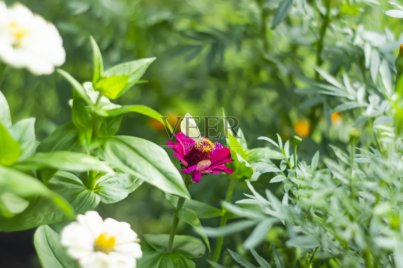 花园花坛中万寿菊或万寿菊的球状黄色花朵特写,背景是绿色的草照片摄影图片