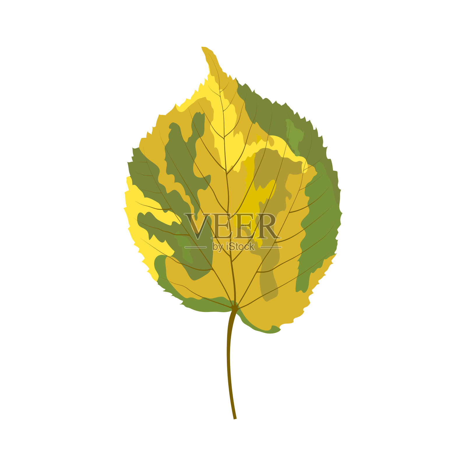 秋天的菩提树的叶子插画图片素材