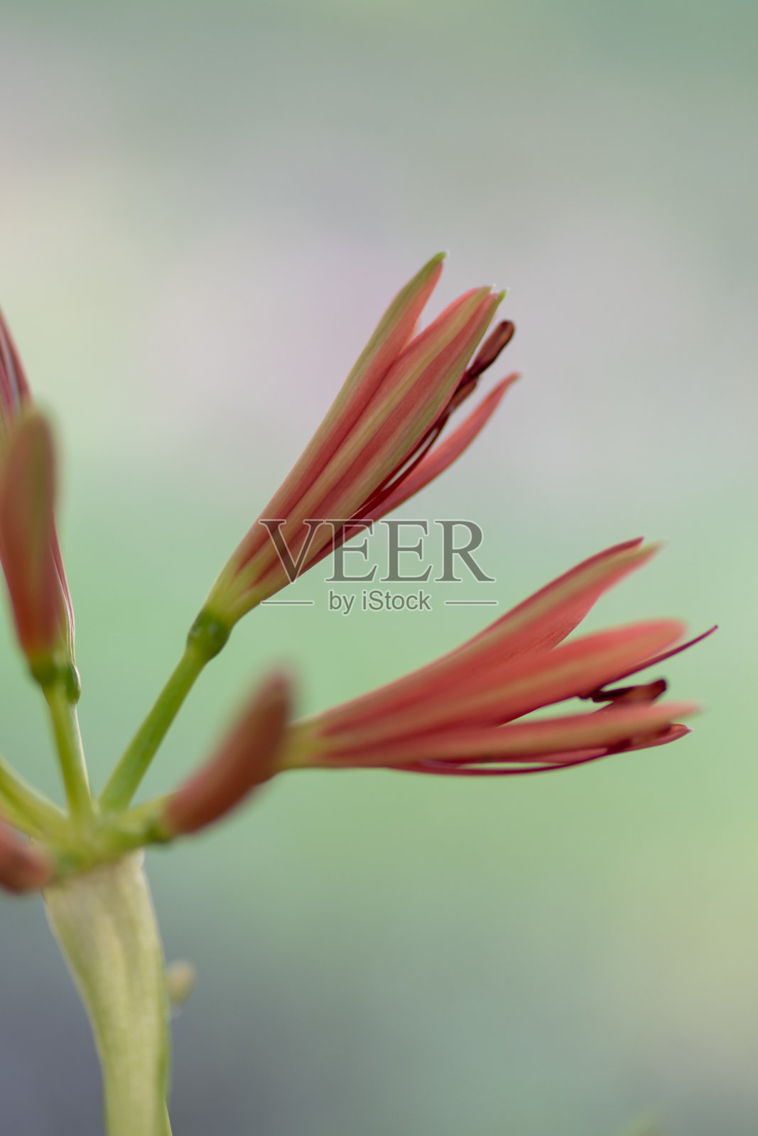 鲜花盛开的前照片摄影图片