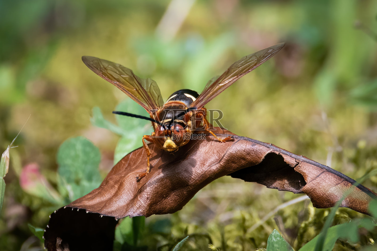 蝉的杀手照片摄影图片