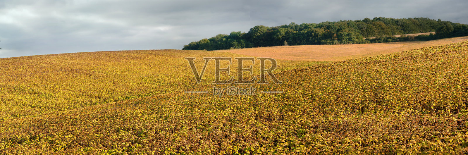 黄豆田的山峦成熟了,金黄的叶子和天空中戏剧性的云照片摄影图片