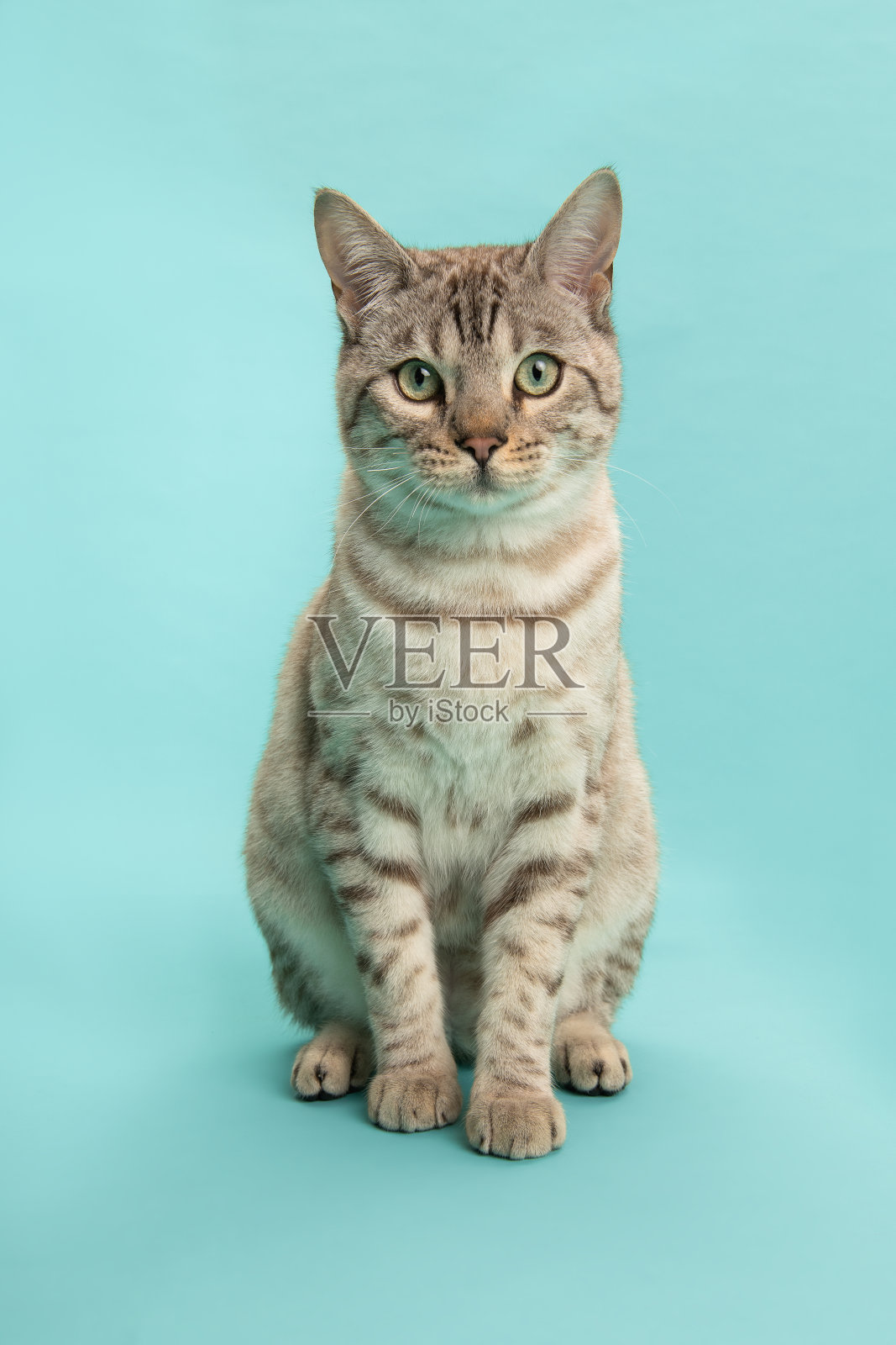 雪地孟加拉纯种猫坐在蓝色的背景上看着相机照片摄影图片