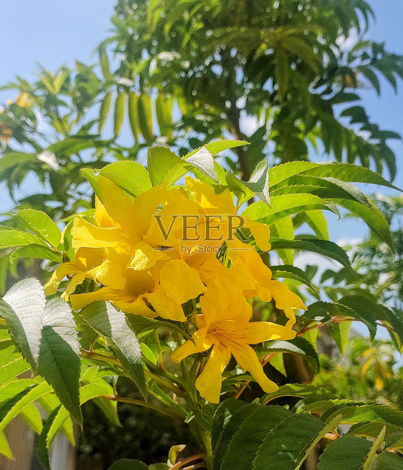 Lapacho黄色照片摄影图片