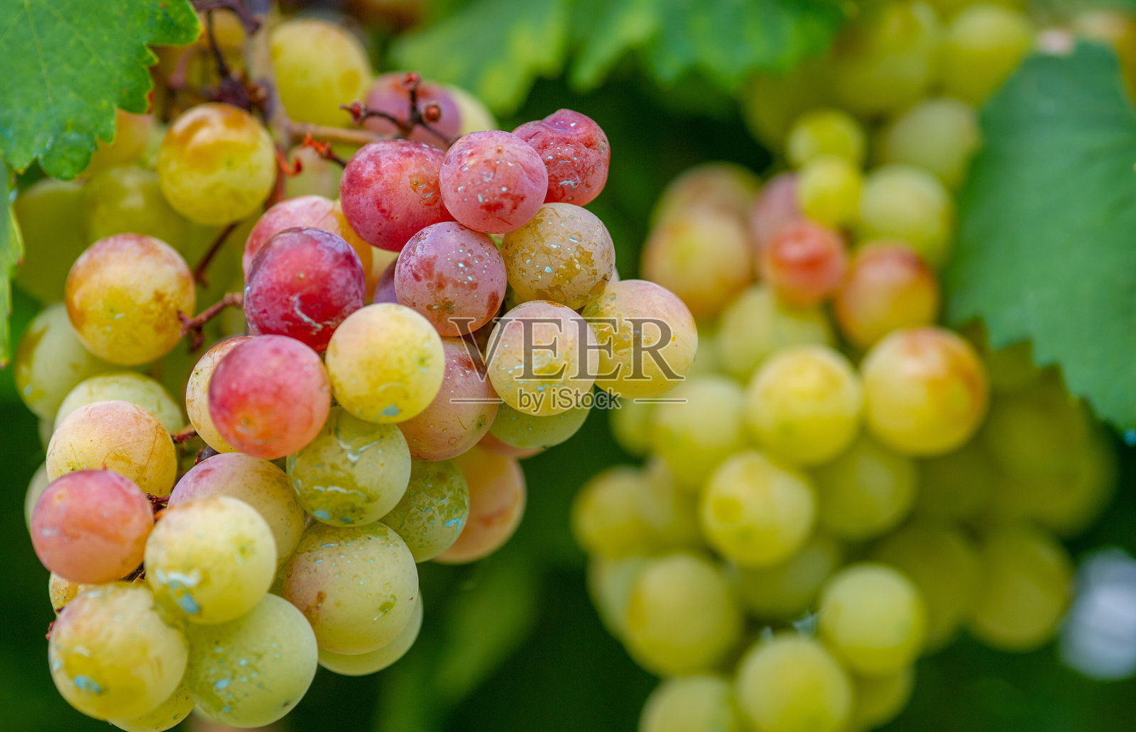 准备在秋天前夕摘葡萄照片摄影图片