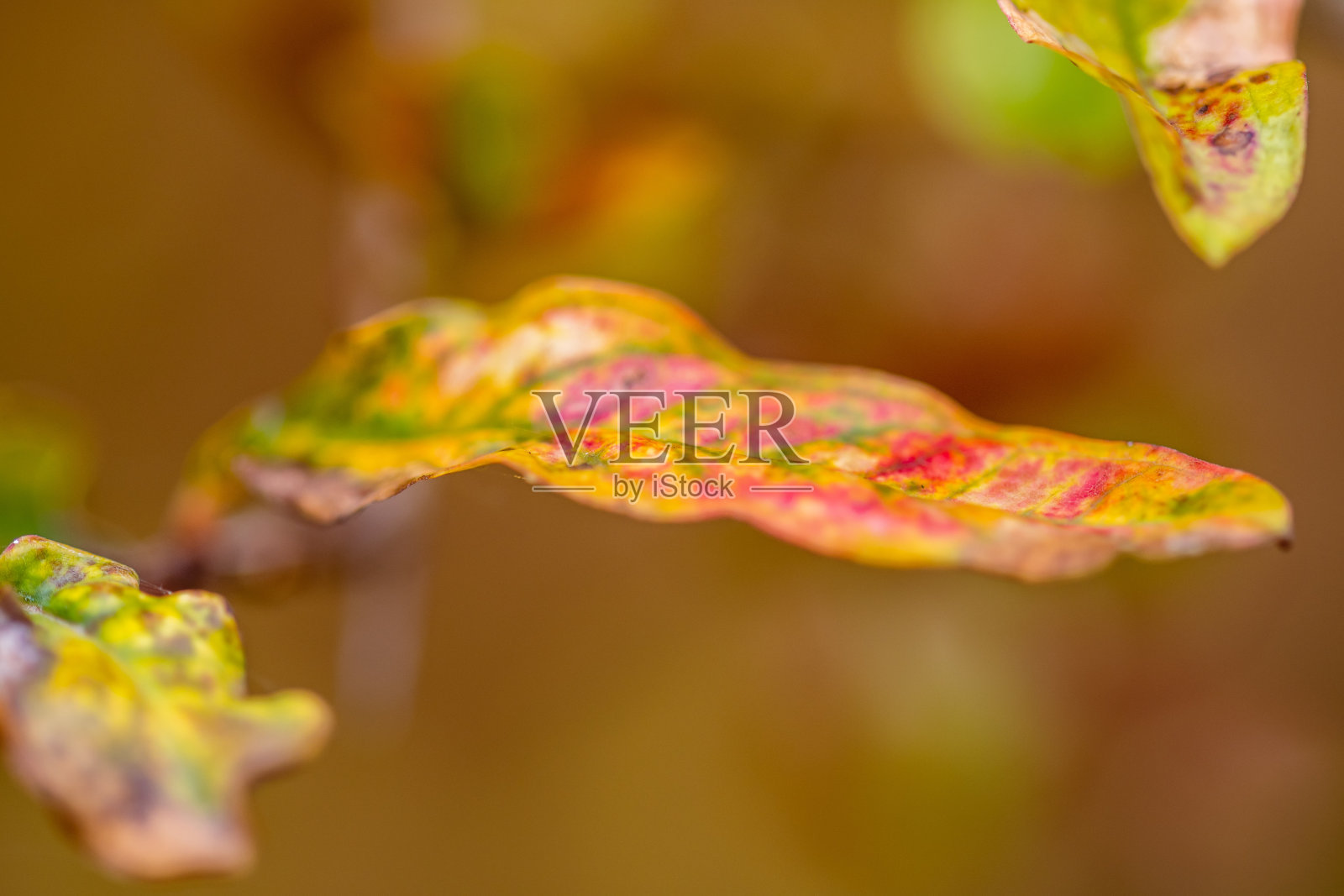 灌木的多色叶子。照片摄影图片