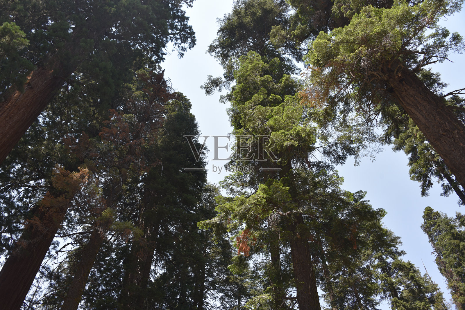 加州-红杉国家森林-红杉对着天空的大格式特写照片摄影图片