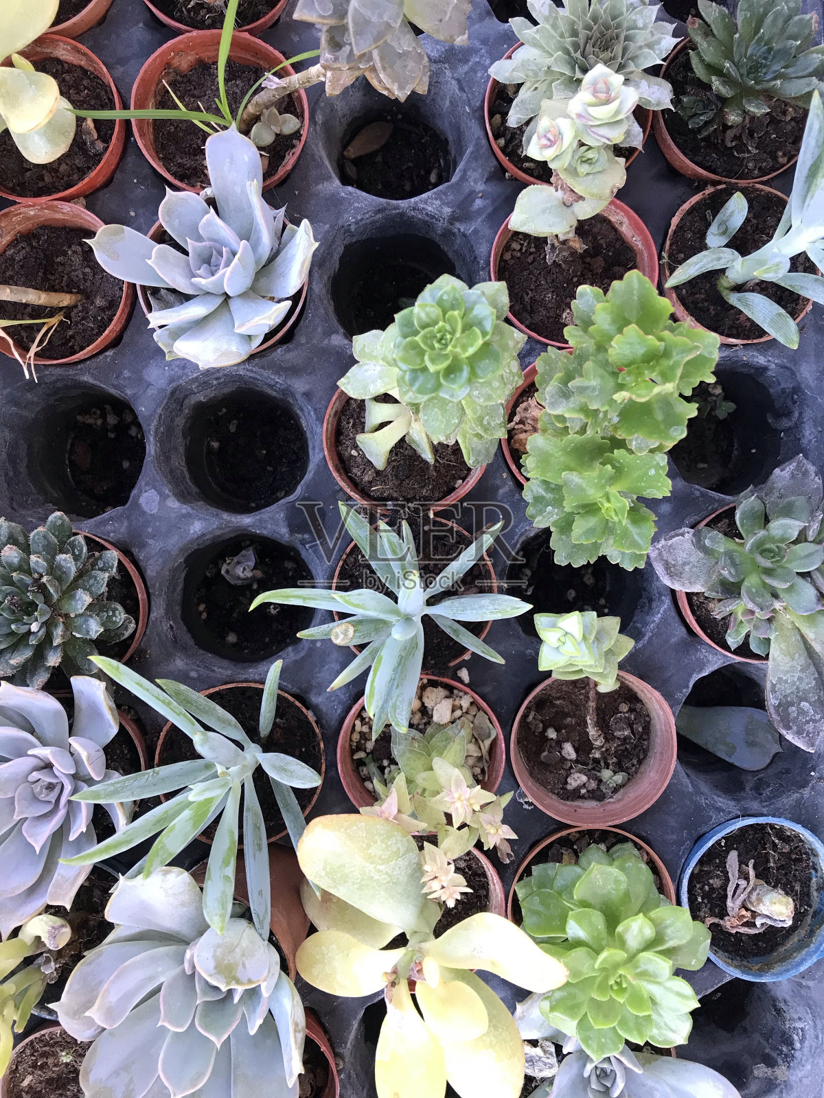 盆栽植物,仙人掌和小花照片摄影图片