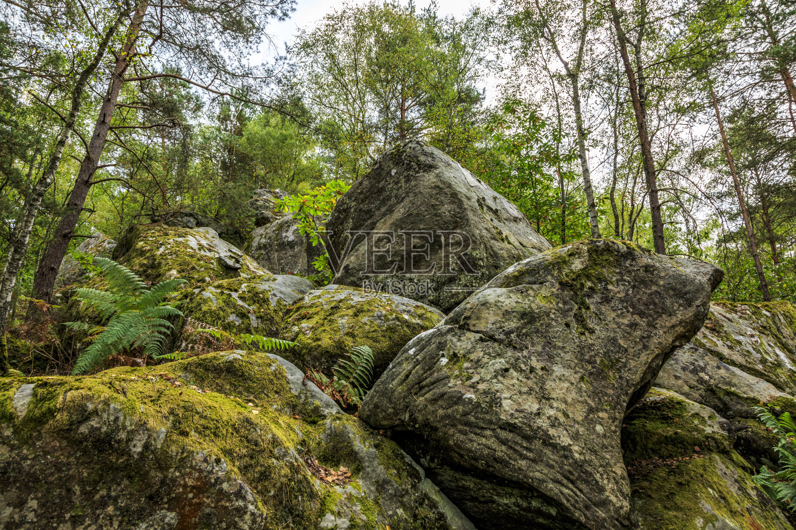 岩石和森林照片摄影图片