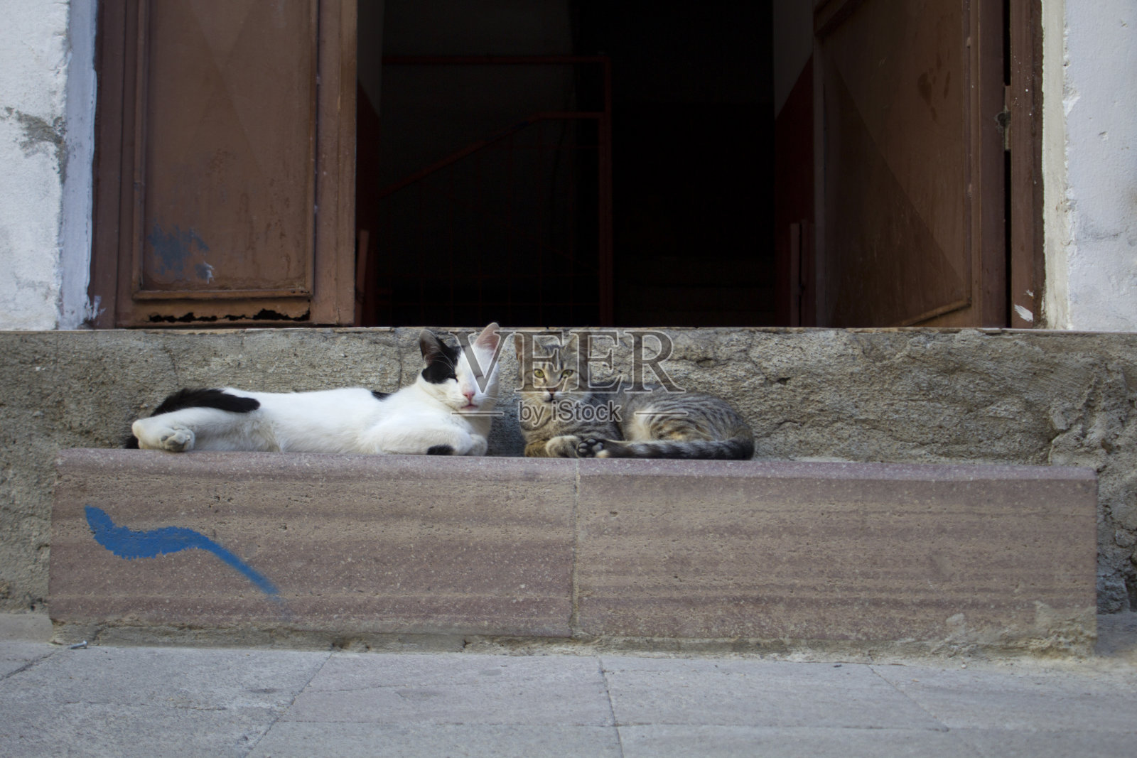 猫躺在楼梯上照片摄影图片