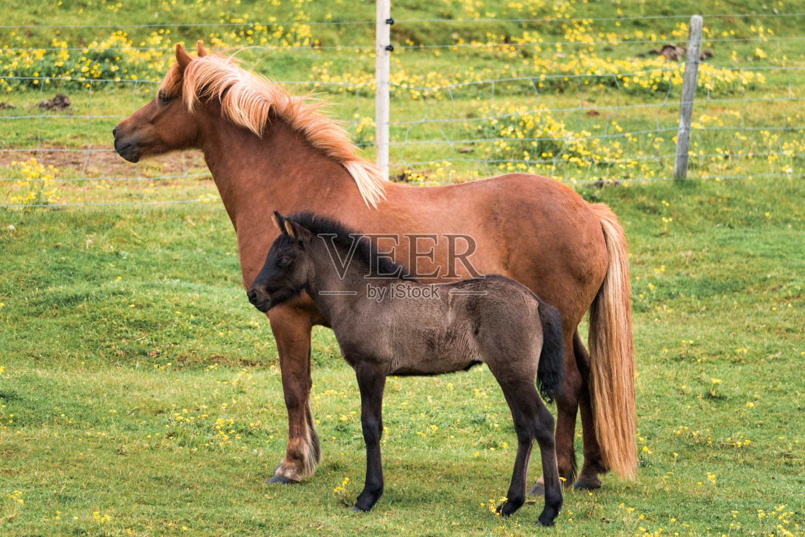 夏天的农田里,棕色的母马带着小马驹站在田间照片摄影图片