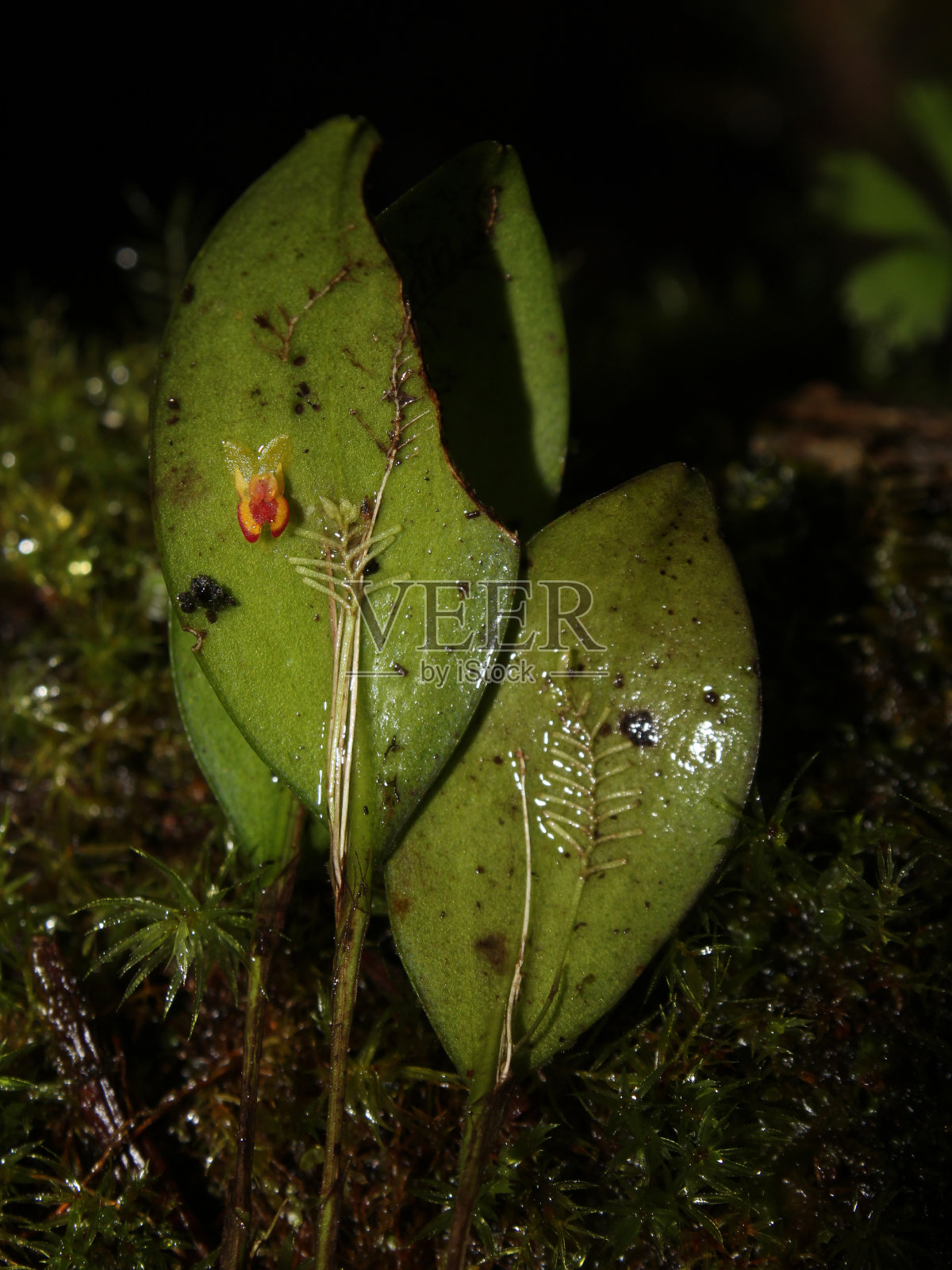 迷你兰花Lepanthes disticha照片摄影图片