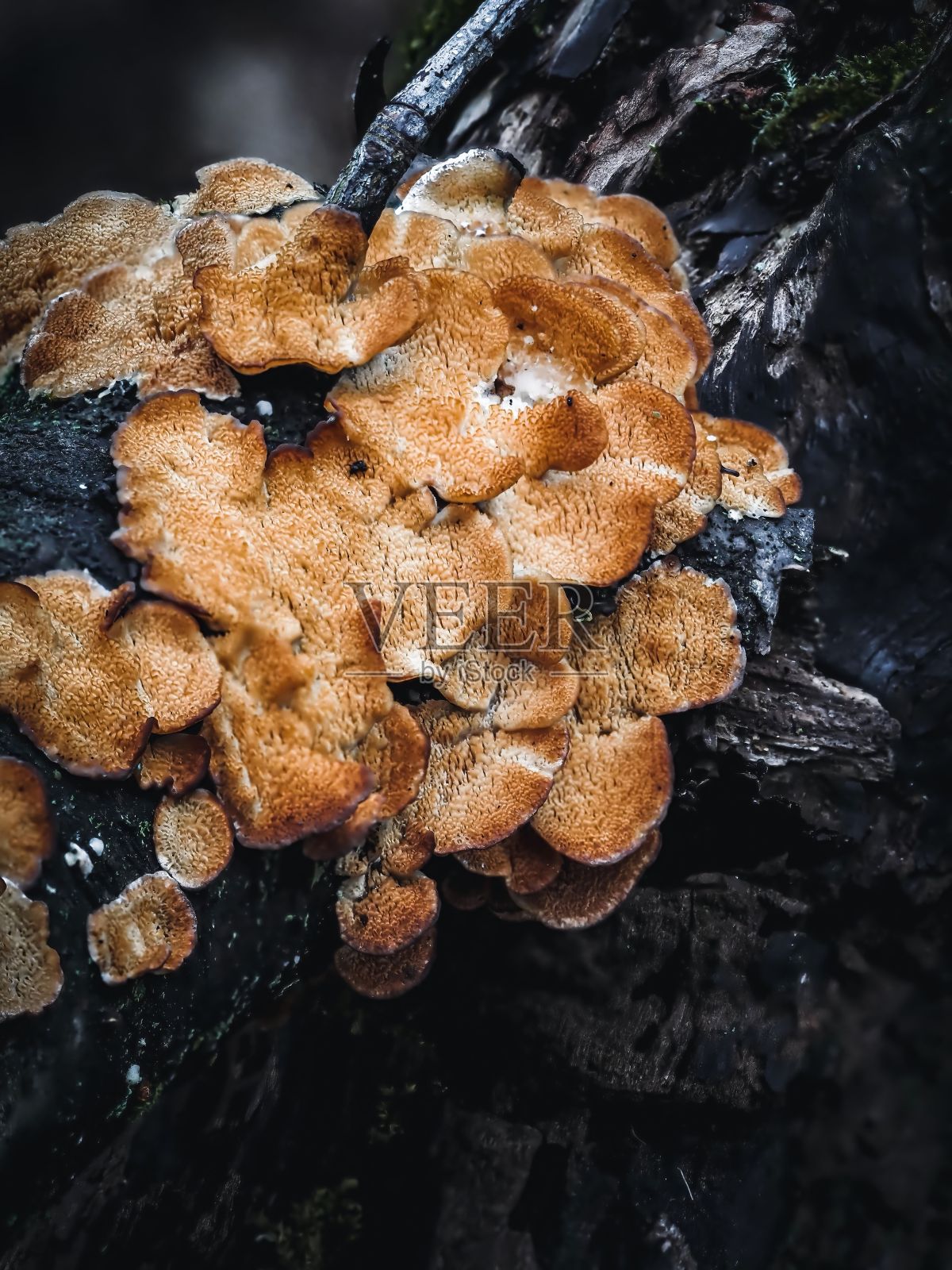 苔藓和蘑菇的特写镜头照片摄影图片