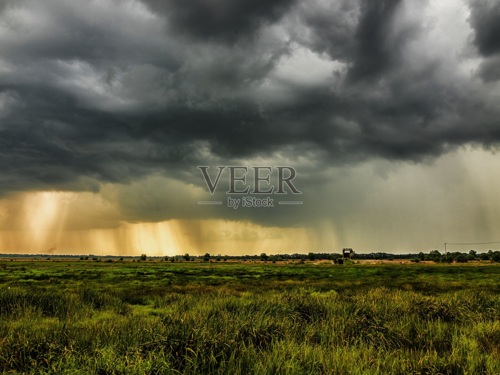雨,公园里的大雨,森林里的雨,树林里的雨,森林里的大雨照片摄影图片