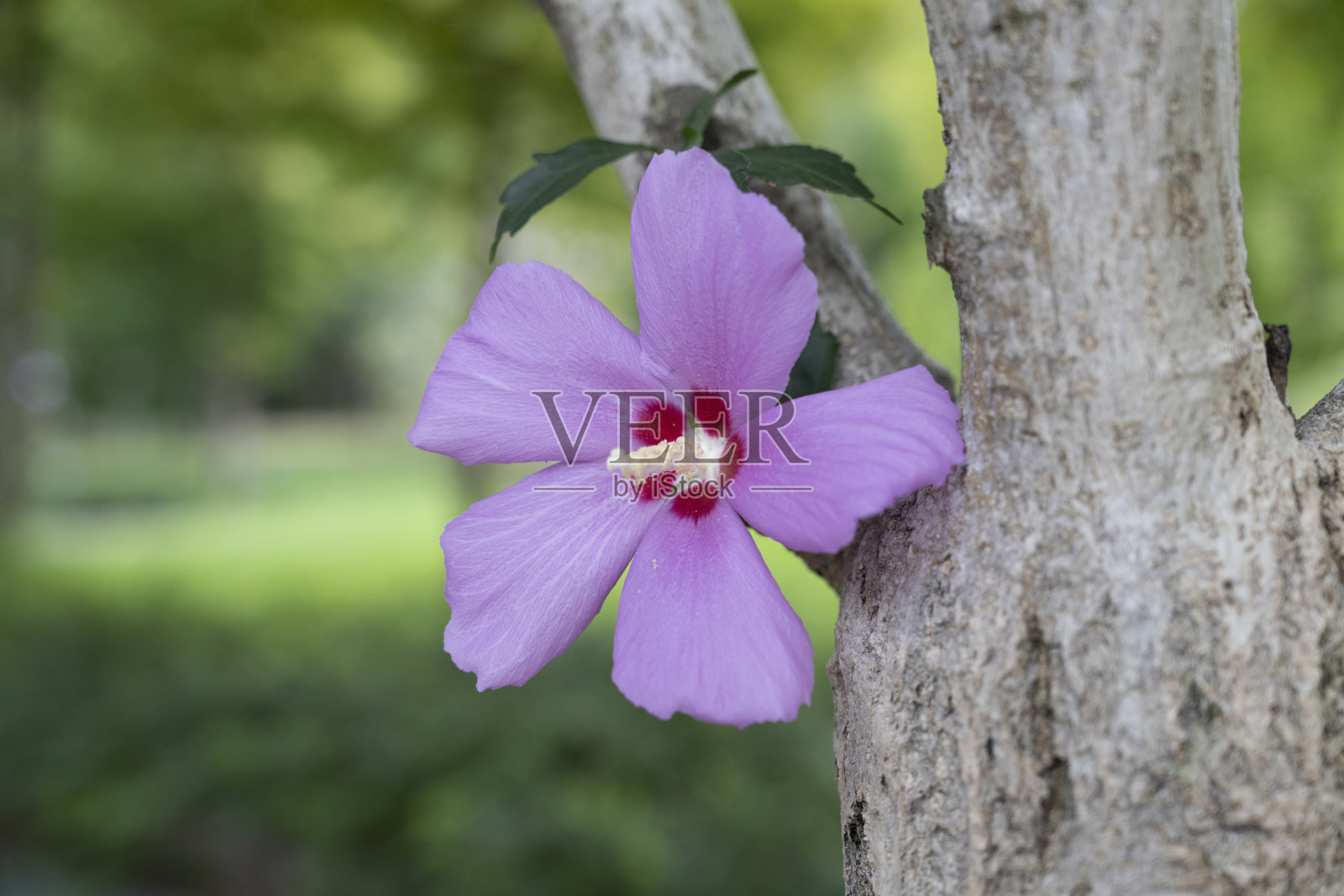 一束紫迷迭香。照片摄影图片