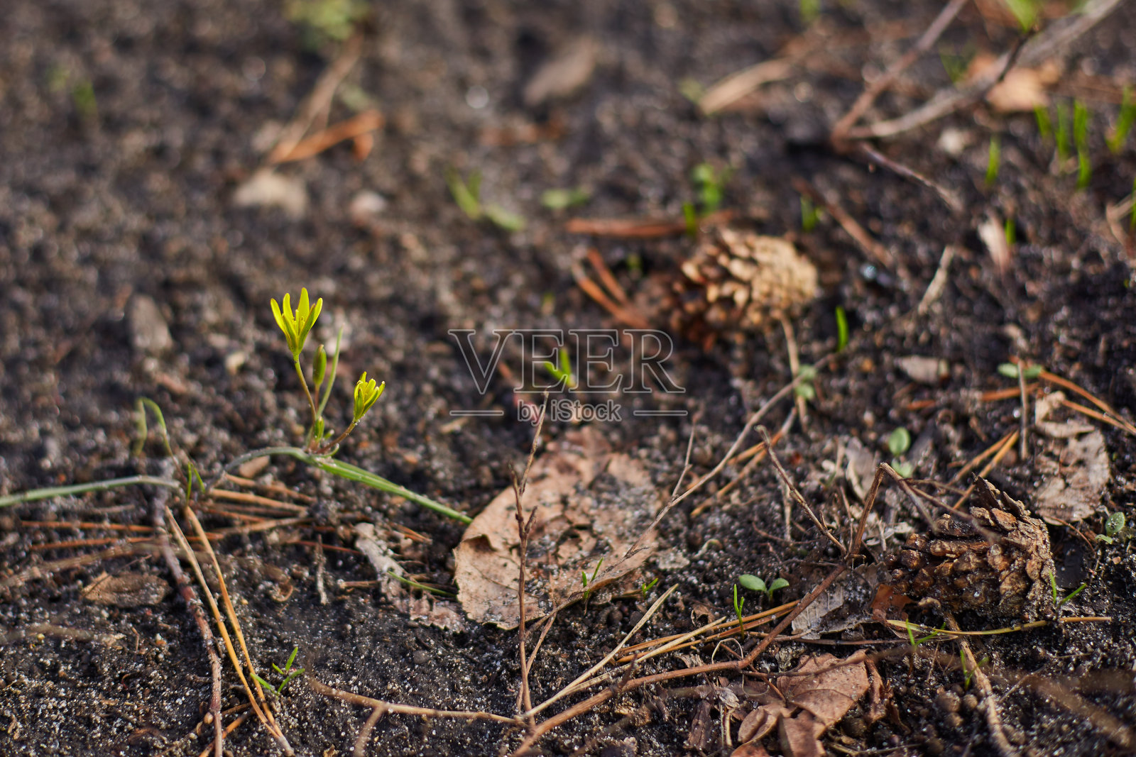 初春花开,小黄花照片摄影图片
