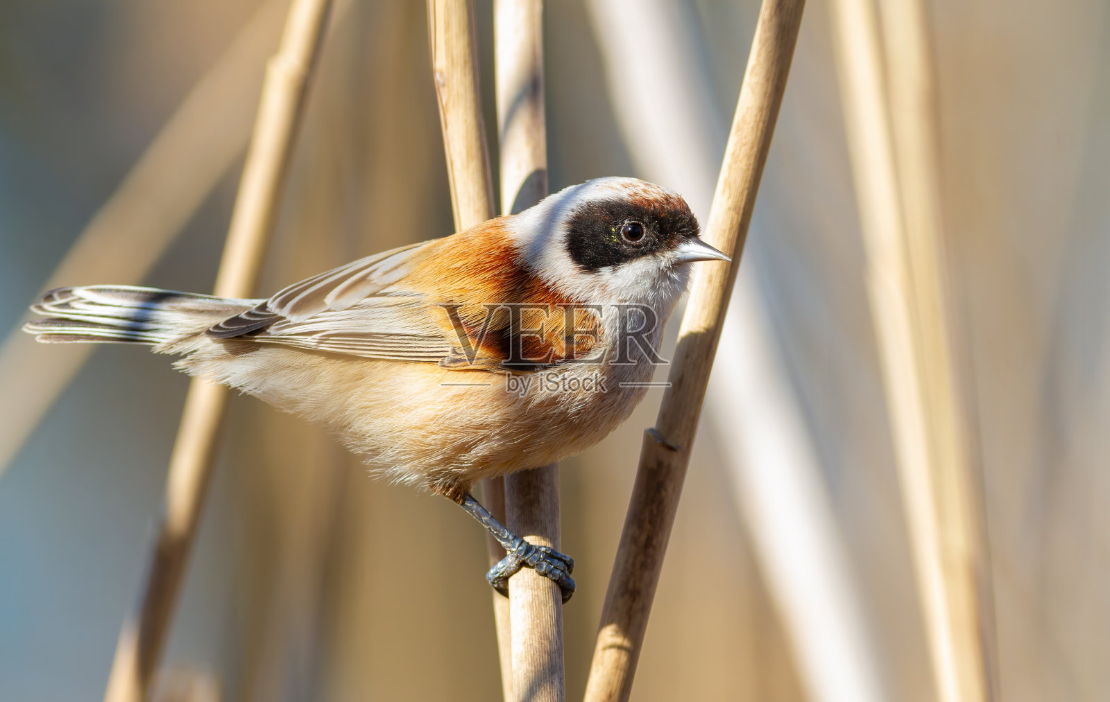 欧亚垂眉山雀。这只鸟被特写拍摄。雄鸟坐在芦苇茎上照片摄影图片