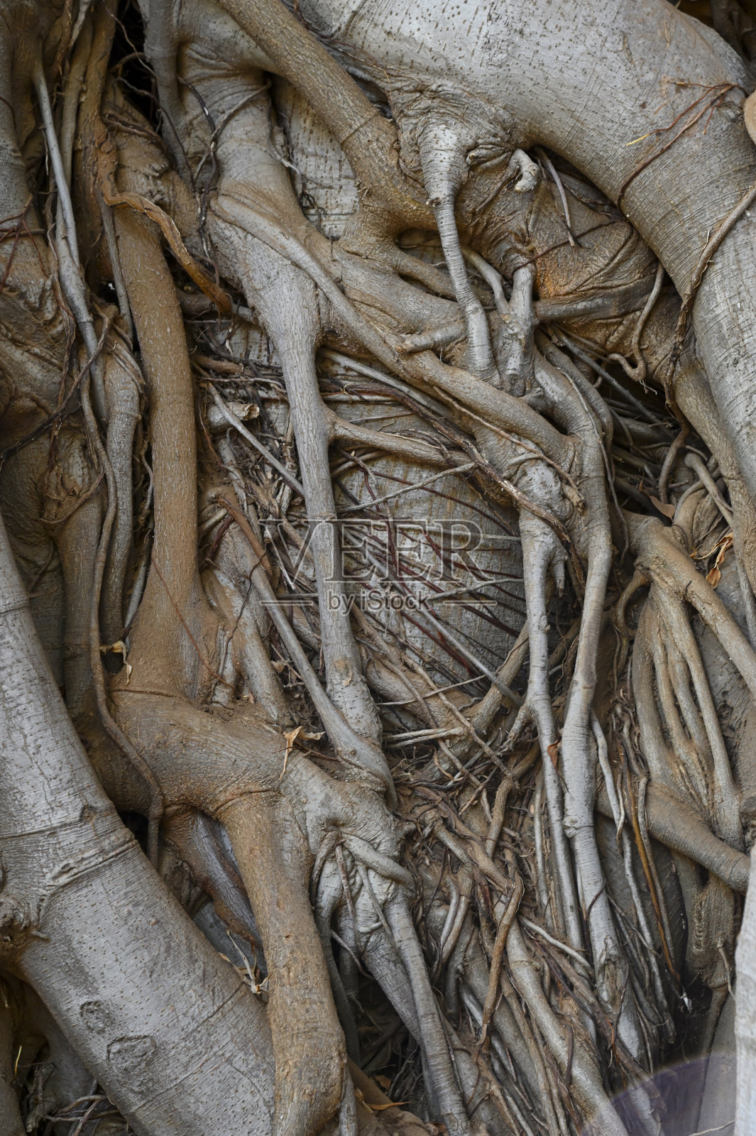 榕树从大菲拉飞往巴勒莫照片摄影图片