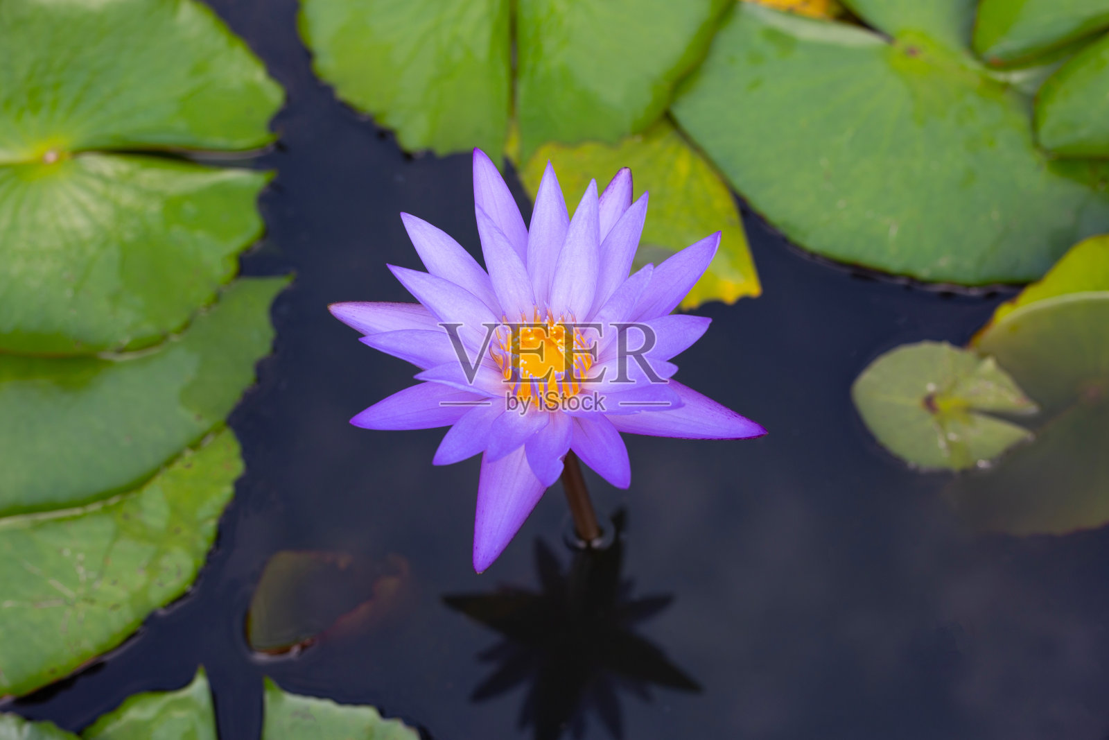 睡莲花带叶,美丽盛开的睡莲照片摄影图片