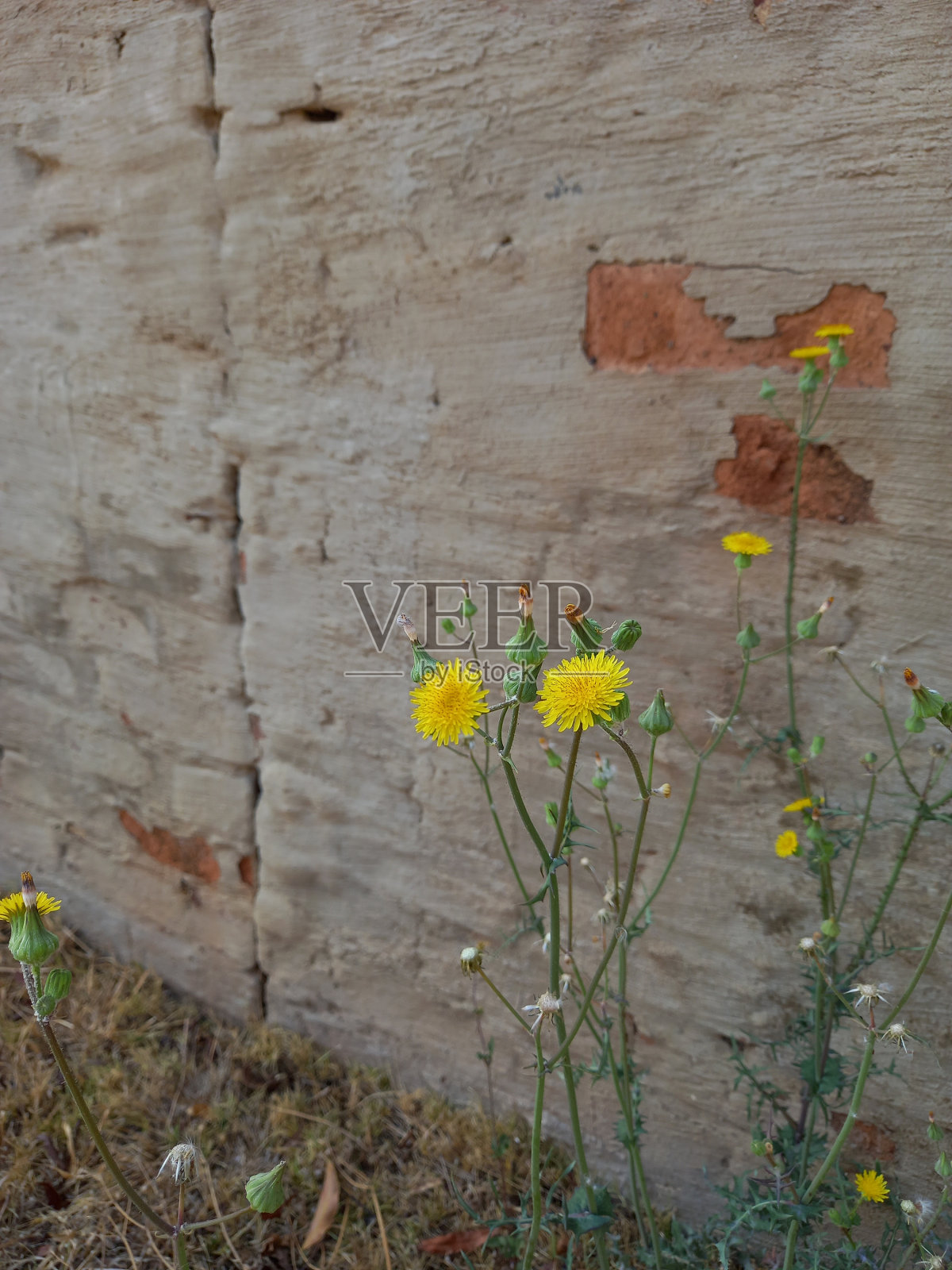 黄色的蒲公英照片摄影图片