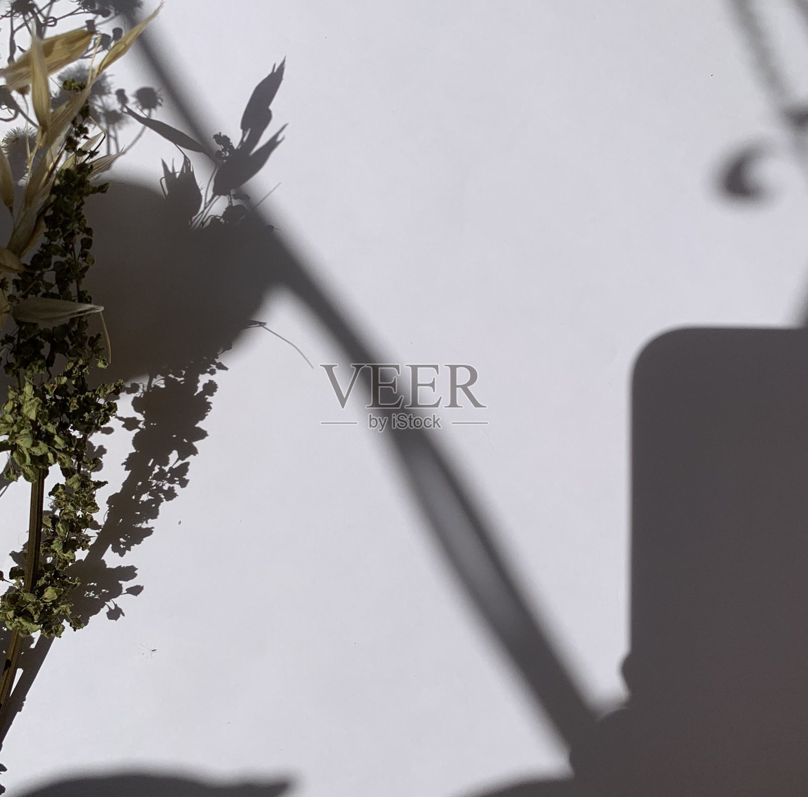 白色的混凝土墙上,树枝和树叶的影子。用于覆盖产品展示,背景和模型,夏季季节性概念照片摄影图片