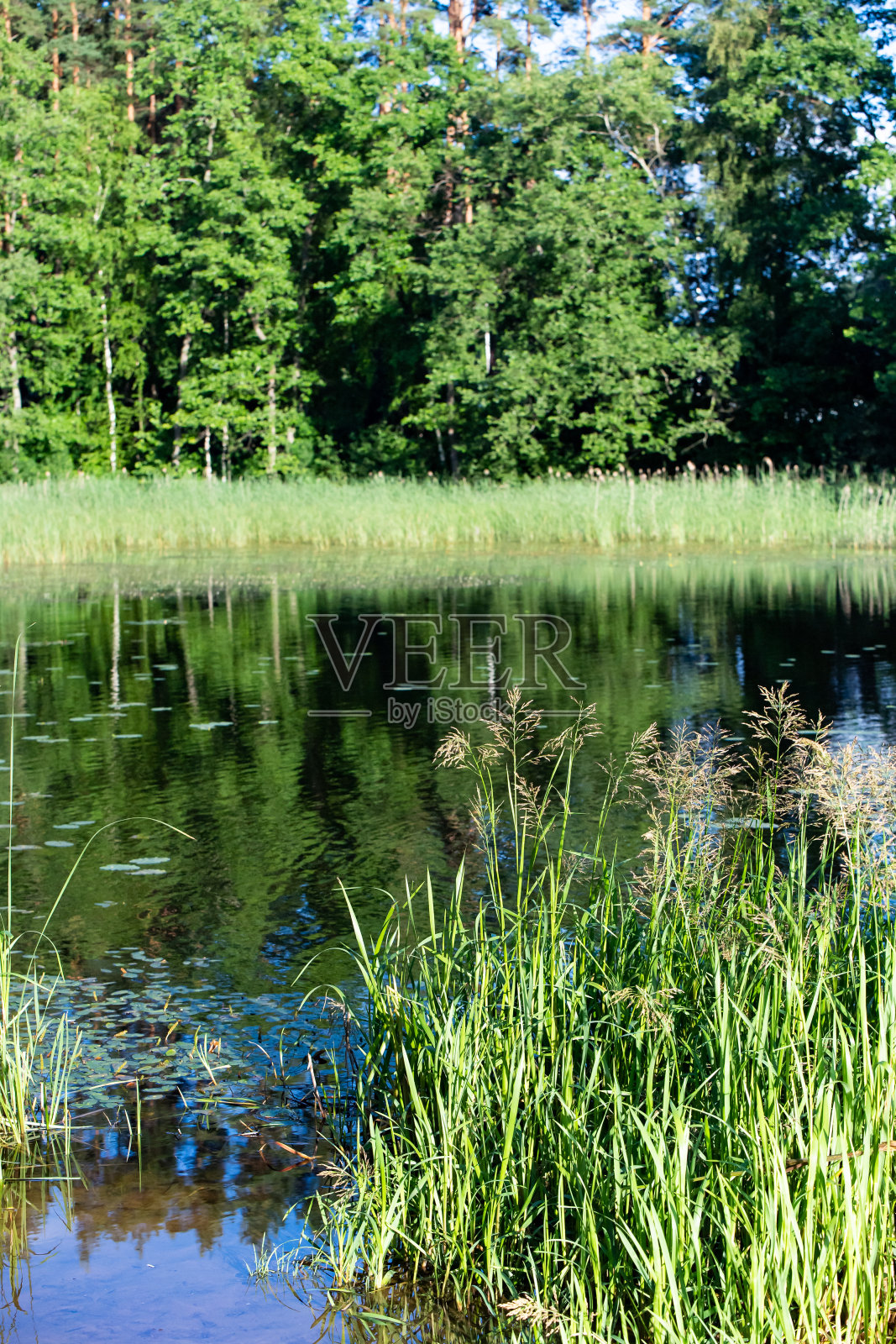 森林和鲜花照片摄影图片