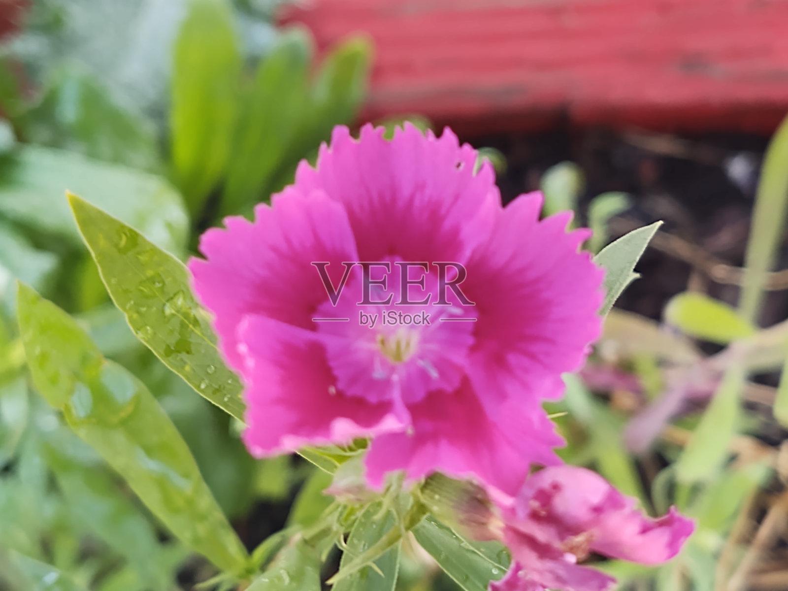 粉色花朵特写照片摄影图片