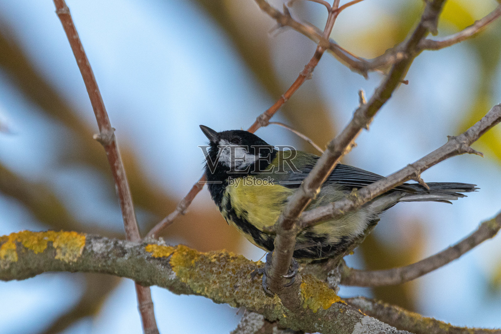 大山雀栖息在树枝上照片摄影图片