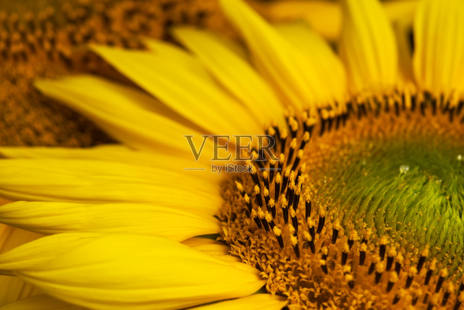向日葵盛开的头部特写,花蕊的纹理照片摄影图片
