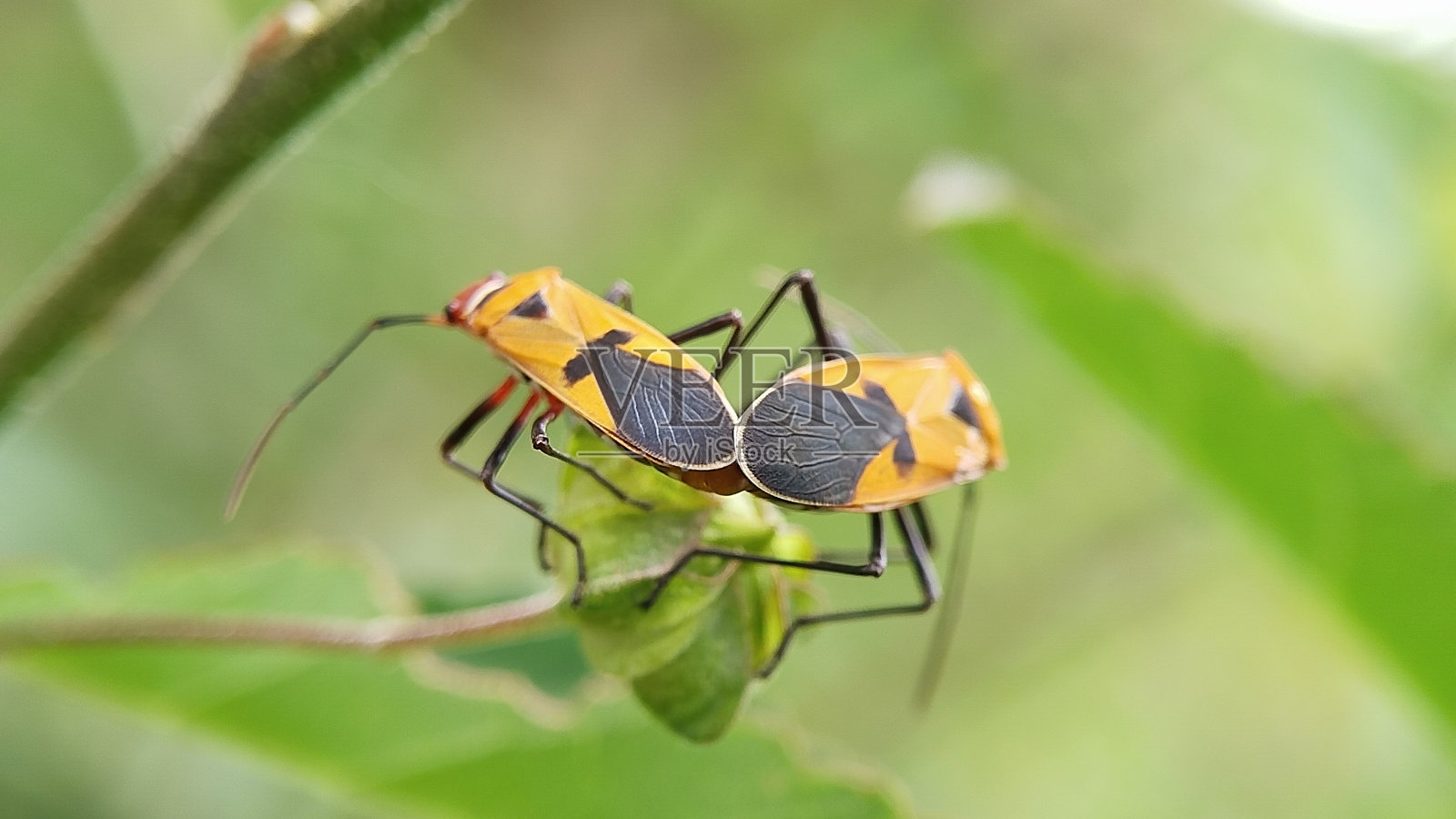 近景:猎蝽正在交配照片摄影图片