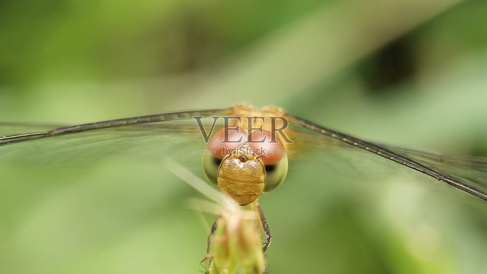 微距摄影的污染物捕获照片摄影图片
