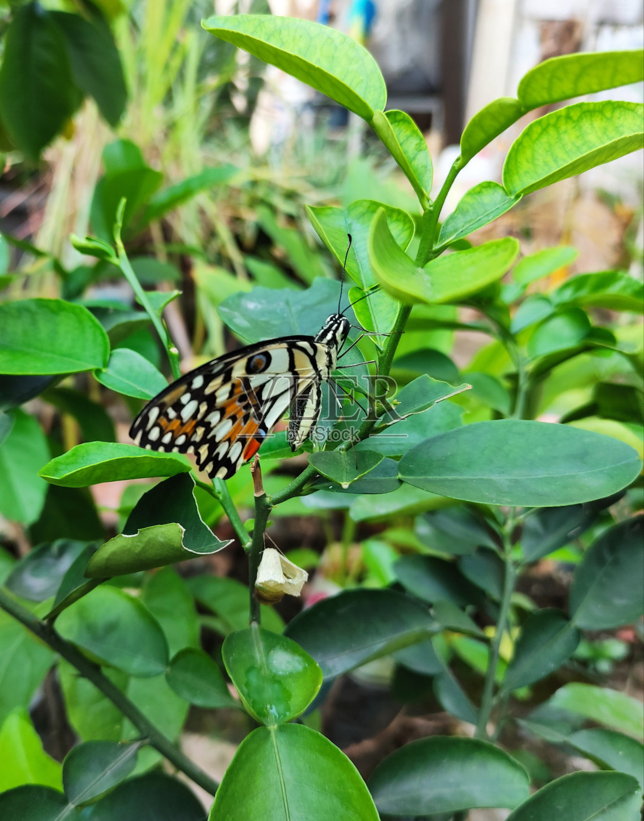 刚破茧而出的蝴蝶照片摄影图片