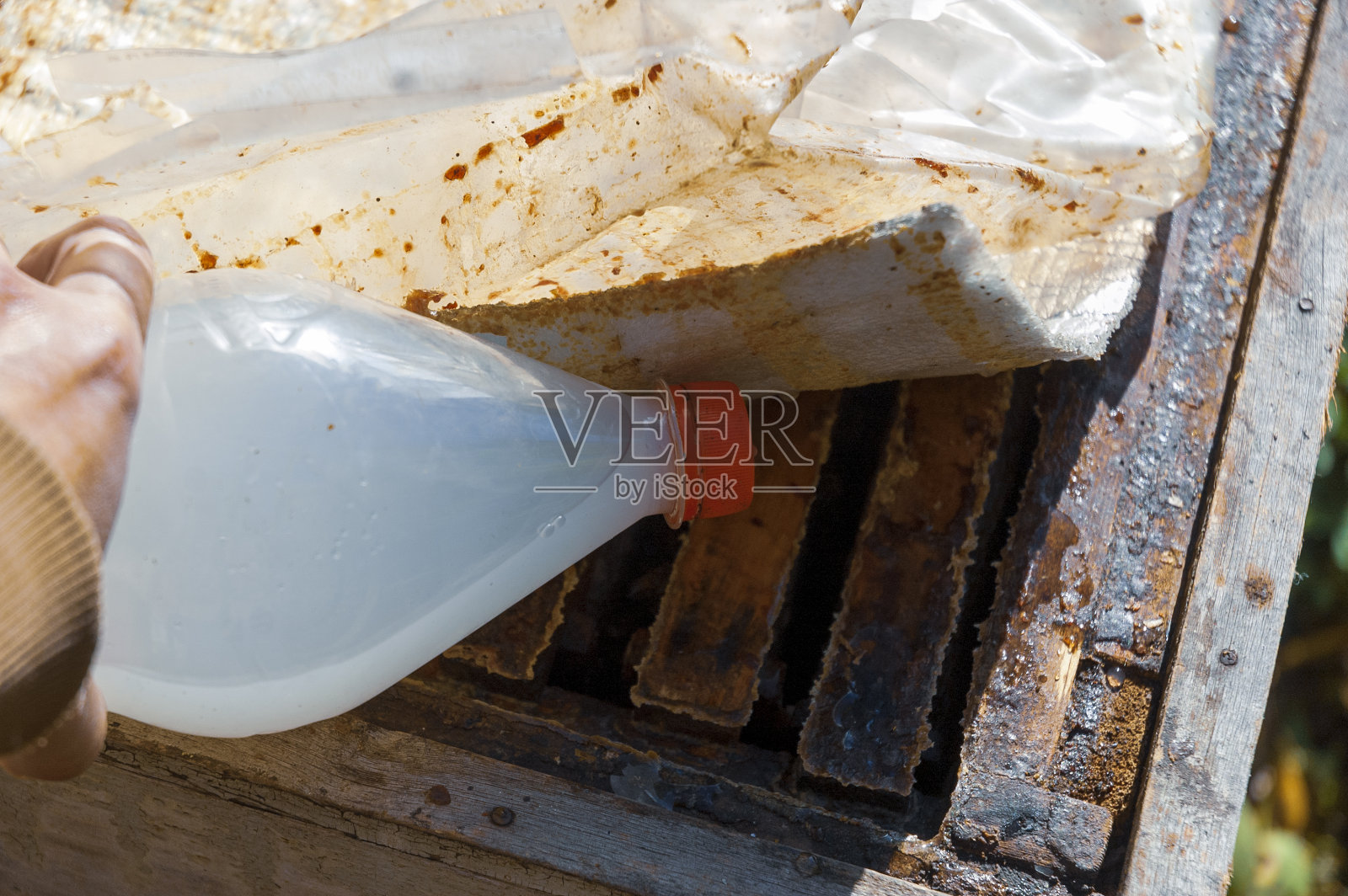 治疗蜜蜂照片摄影图片