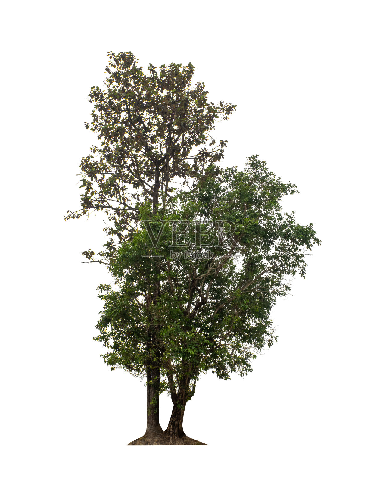 树孤立在白色背景。照片摄影图片