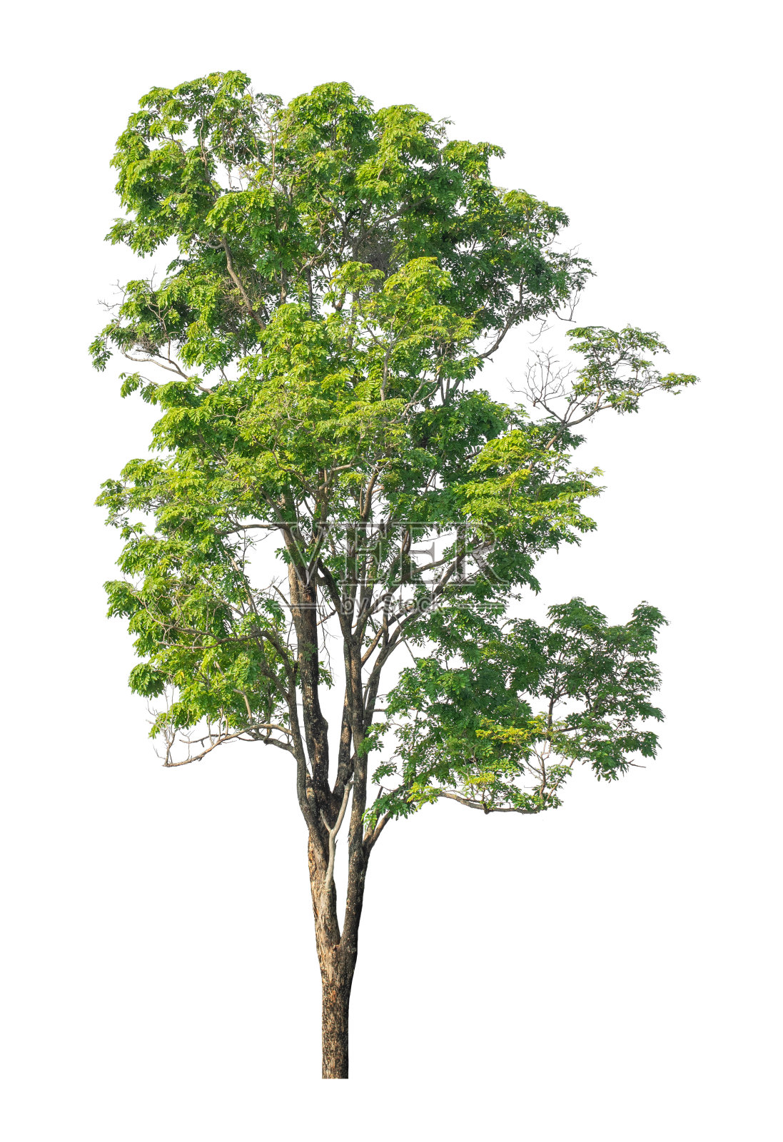 在白色背景上隔离的树适合打印和网页照片摄影图片