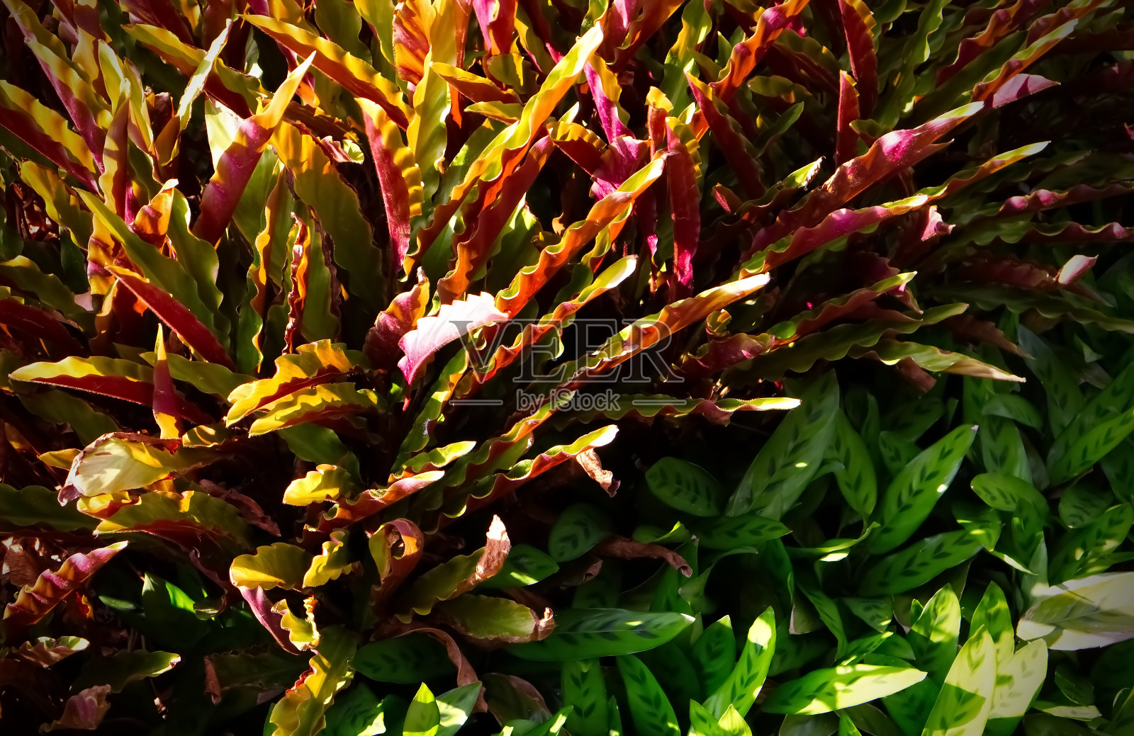 自然光背景下美丽的树叶照片摄影图片