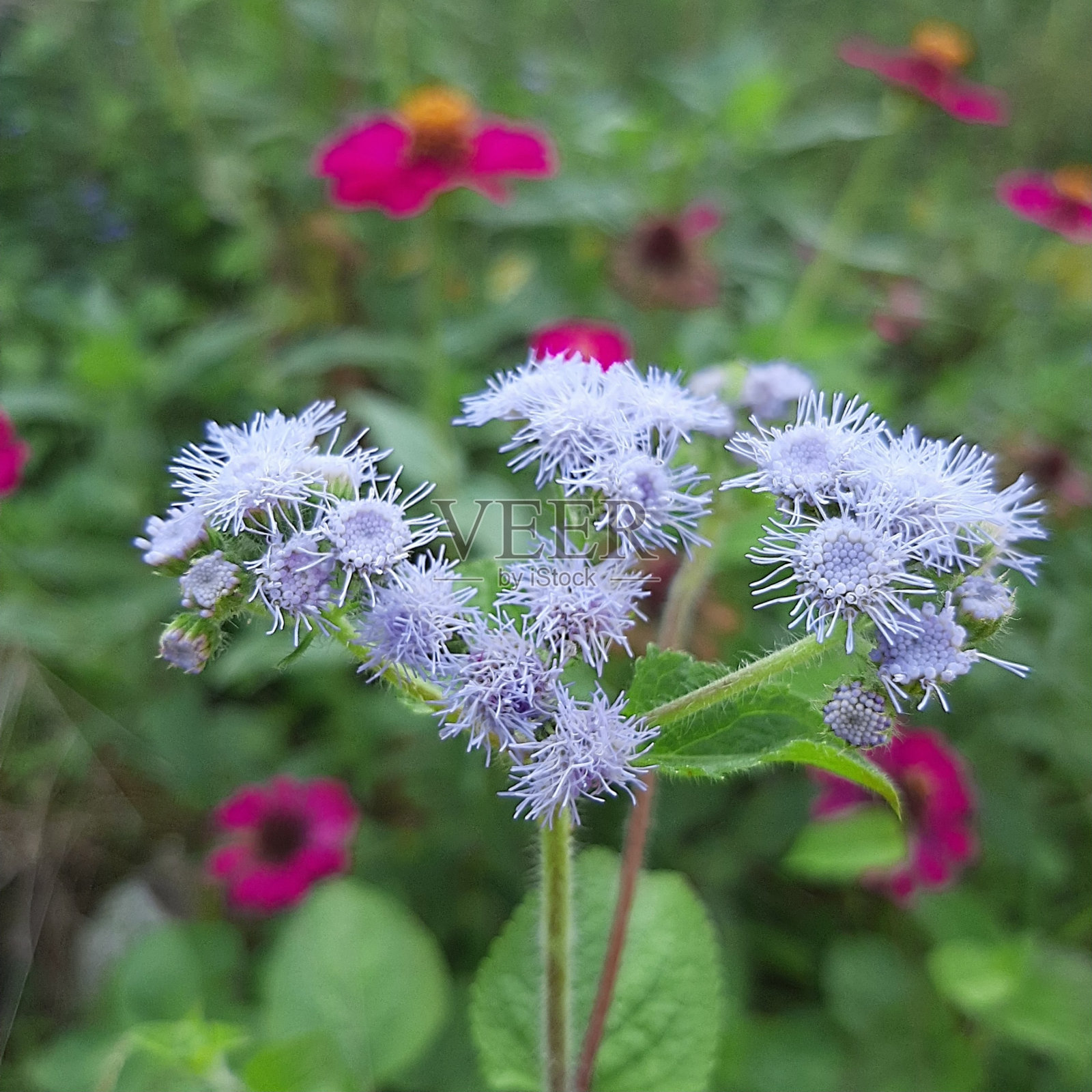 班多坦照片摄影图片