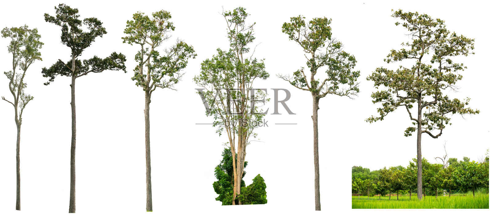 一棵树孤立在白色背景上。照片摄影图片