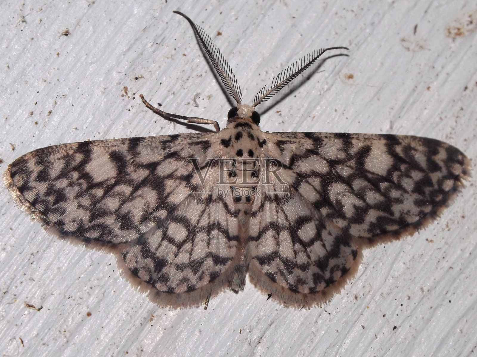 Crambidae鼻子蛾照片摄影图片