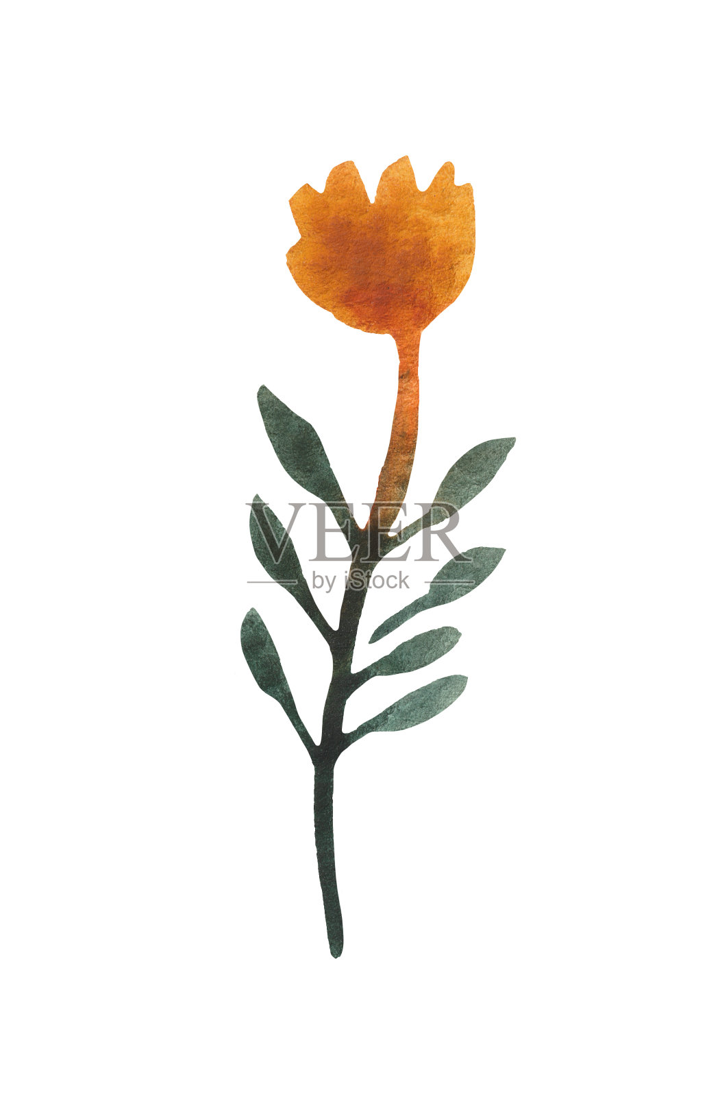 手绘水彩风格化干花。插画图片素材