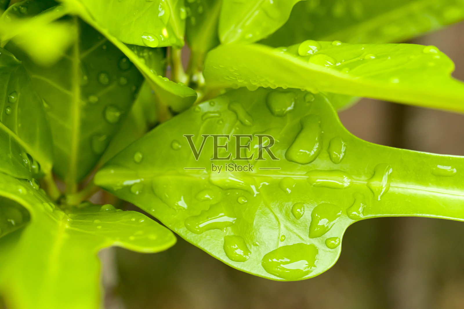 雨季湿植物叶片特写照片摄影图片