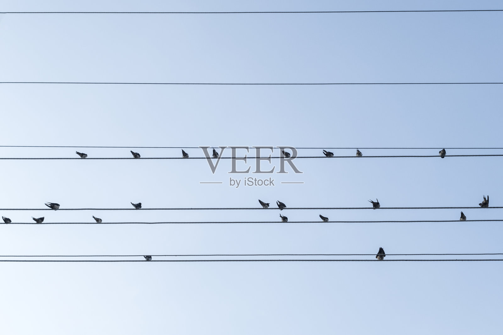 喜鹊排成一排照片摄影图片