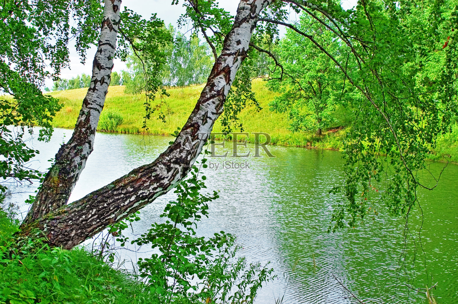 春天的风景有一棵白桦树照片摄影图片