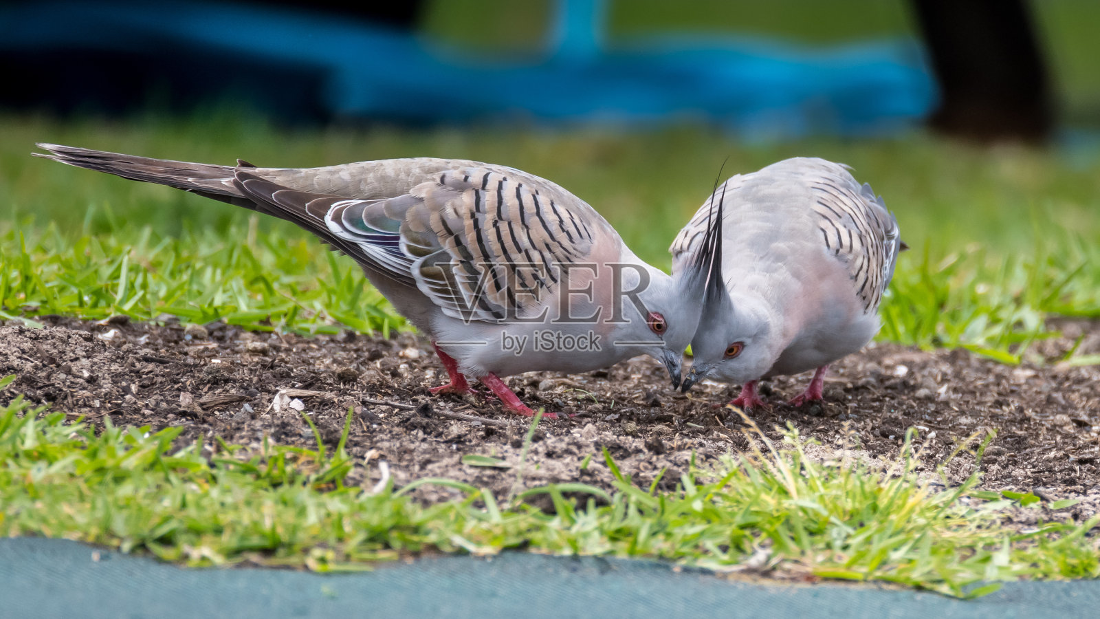 凤头鸽,一种两种照片摄影图片