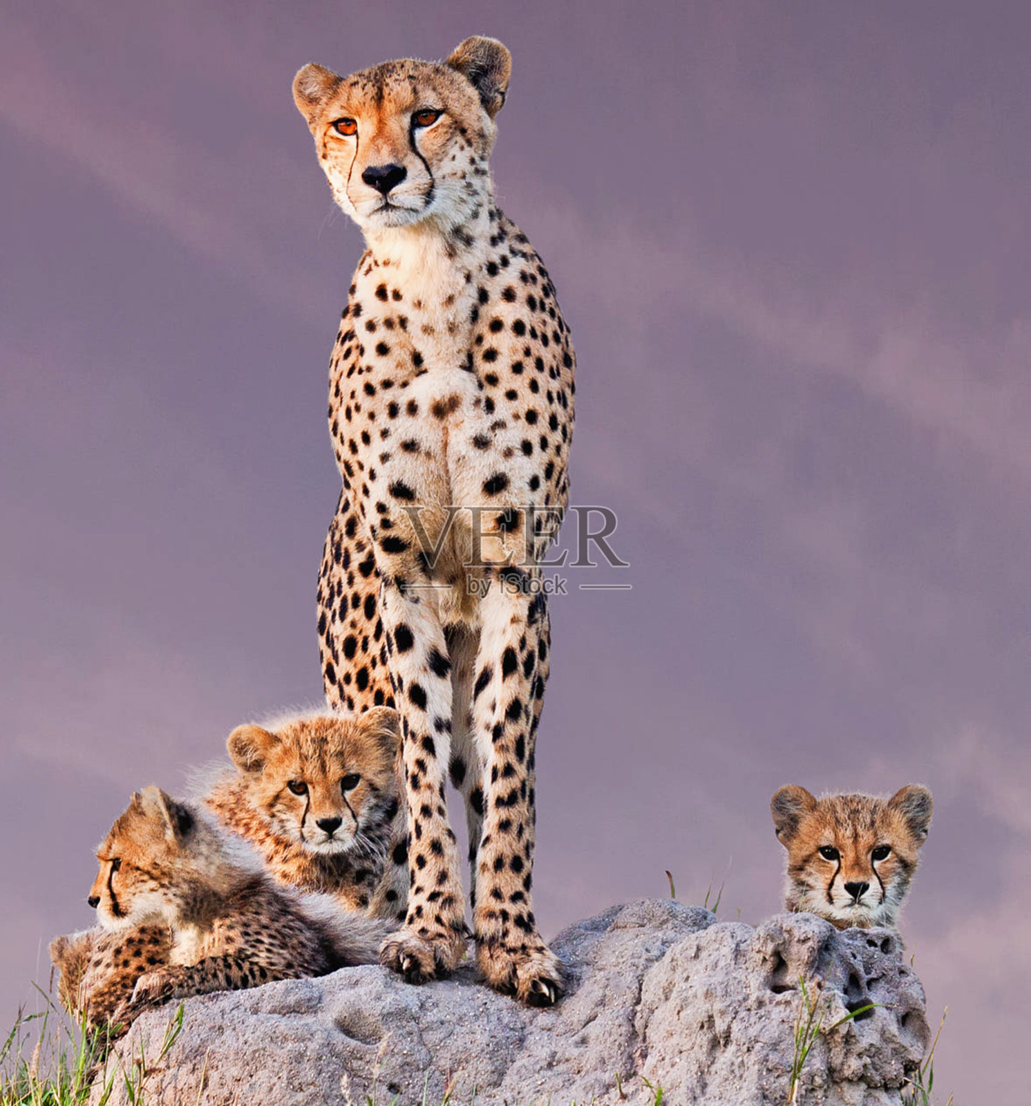 美丽的南非野生动物图片照片摄影图片
