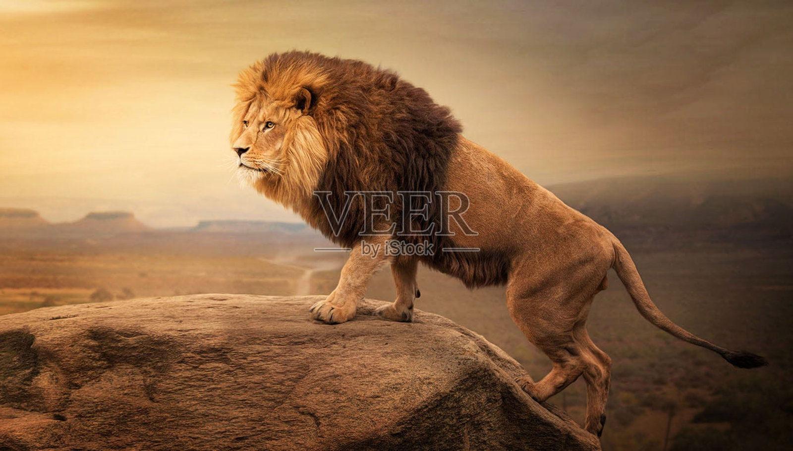 美丽的南非野生动物图片照片摄影图片