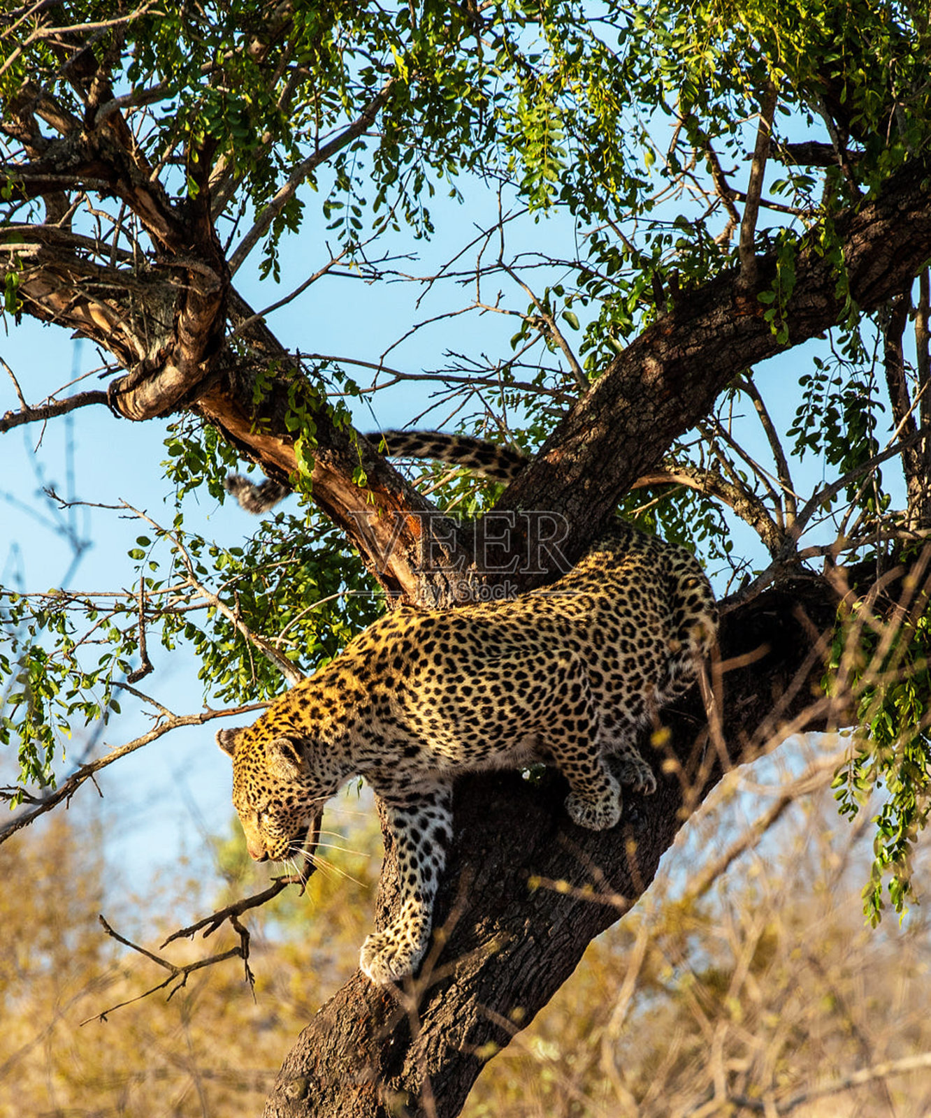 美丽的南非野生动物图片照片摄影图片