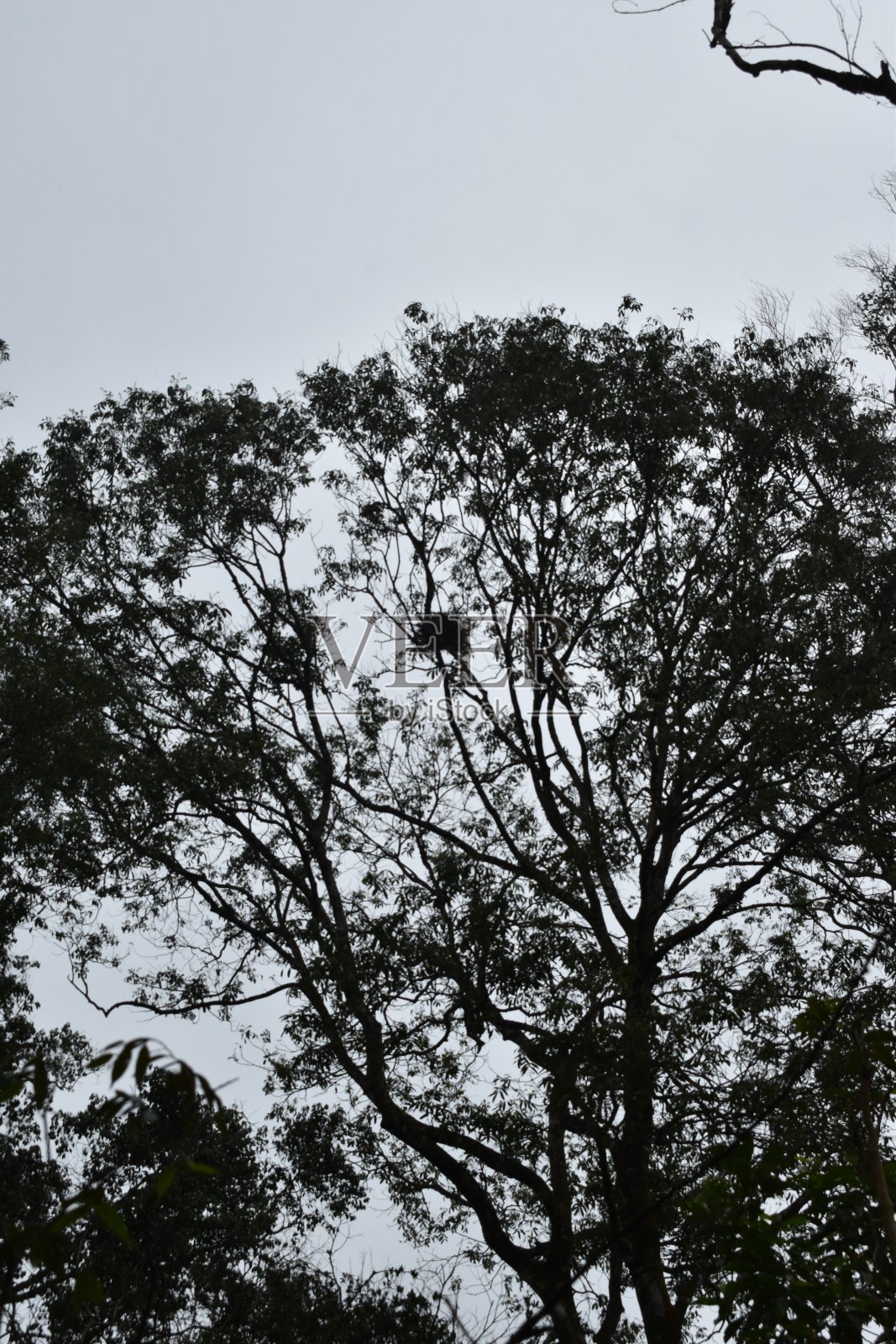 树的树冠照片摄影图片